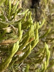 Forsstroemia trichomitria