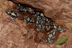 Phrynomantis annectens
