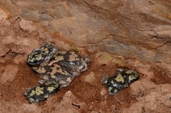 Phrynomantis annectens