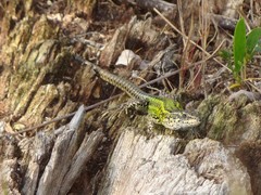 Podarcis carbonelli carbonelli