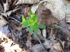 Euphorbia ouachitana