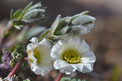 Callianthemum alatavicum
