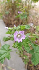 Malva multiflora