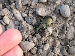 Megadromus antarcticus