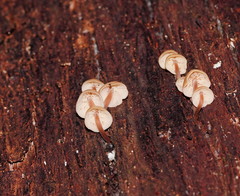 Collybia eucalyptorum