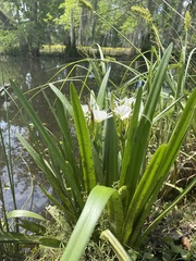 Hymenocallis liriosme