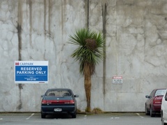 Cordyline australis