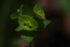 Euphorbia ouachitana