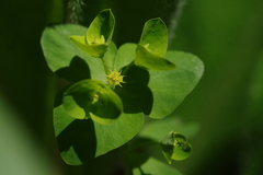 Euphorbia ouachitana