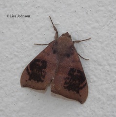 Ophisma