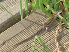 Podarcis carbonelli carbonelli