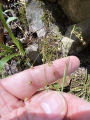 Luzula acuminata carolinae