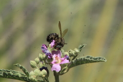 Xylocopa tabaniformis pallidiventris