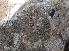 Xanthoparmelia tinctina