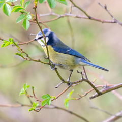 Cyanistes caeruleus