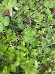 Trifolium repens