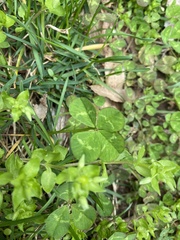 Trifolium repens