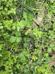 Trifolium repens