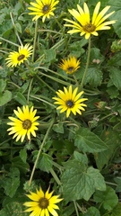Arctotheca calendula