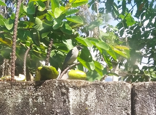 Black-headed Tanager