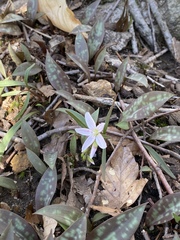 Erythronium albidum