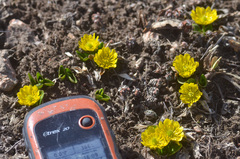 Oxygraphis glacialis