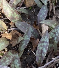 Erythronium albidum