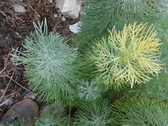 Hymenolepis crithmifolia
