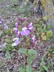 Collinsia violacea