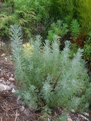 Hymenolepis crithmifolia