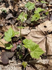Tiarella austrina