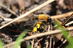 Andrena clarkella