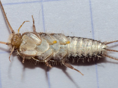 Ctenolepisma lineatum