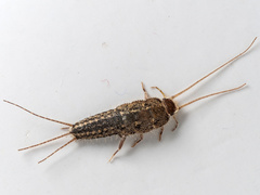 Ctenolepisma lineatum