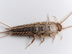 Ctenolepisma lineatum