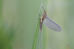 Ephemeroptera