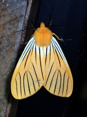 Pseudischnocampa nervosa