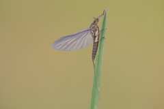 Ephemeroptera