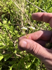Valerianella umbilicata