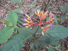 Palicourea marcgravii