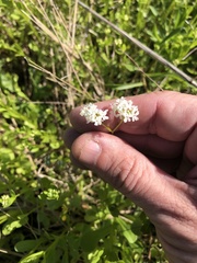 Valerianella umbilicata