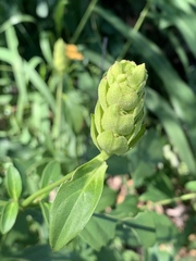 Barleria crossandriformis