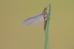 Ephemeroptera