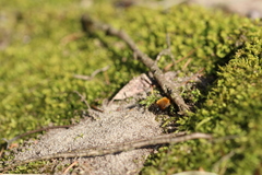 Andrena