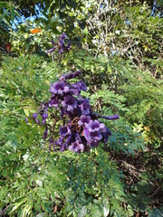 Jacaranda