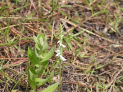 Spiranthes vernalis