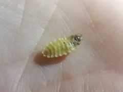 Lamprohiza mulsantii