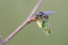 Diptera