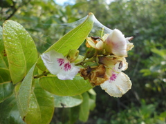 Vochysiaceae