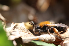 Andrena clarkella